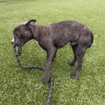 Pit Bull Terrier Dogs Available for Adoption - Zeus | PetCurious