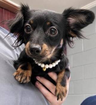 Mimi -  Dachshund Dog for Adoption in Tifton, Georgia - Mimi | PetCurious