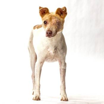 Jake -  Terrier Dog for Adoption in Reno, Nevada - Jake | PetCurious