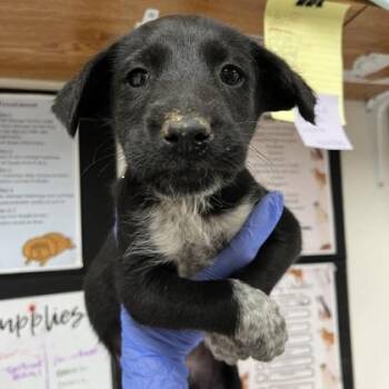 Poodle and Golden Retriever Dogs Available for Adoption in Morton Grove, Illinois - Wybie | PetCurious