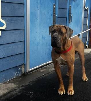 Simba -  Cane Corso Dog for Adoption in Philadelphia, Pennsylvania - Simba | PetCurious