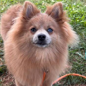Ollie -  Pomeranian Dog for Adoption in York, Pennsylvania - Ollie | PetCurious
