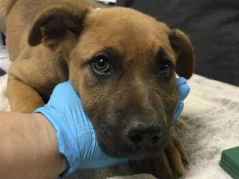 WREN -  Mastiff and Mixed Breed Dog for Adoption in Riverside, California - WREN | PetCurious