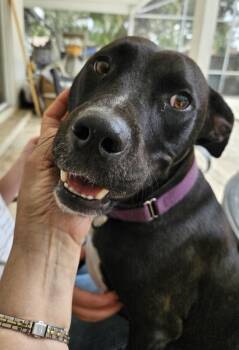 Trick. Snuggler ADORES PEOPLE and DOGS -  Labrador Retriever Dog for Adoption in St. Petersburg, Florida - Trick. Snuggler ADORES PEOPLE And DOGS | PetCurious