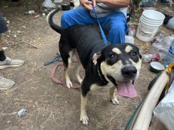 Rescue Retriever and Mixed Breed Dogs for Adoption in Fort Worth, Texas - Rowdy | PetCurious