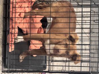 Mixed Breed Dogs Available for Adoption in Elizabethtown, North Carolina - Red | PetCurious