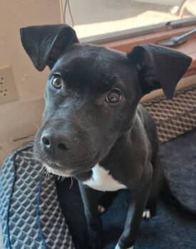 Labrador Retriever Dogs Available for Adoption in Durango, Colorado - Jax | PetCurious