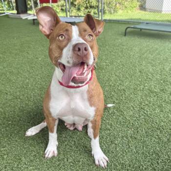 Pit Bull Terrier Dogs Available for Adoption in Eatontown, New Jersey - Marquee | PetCurious