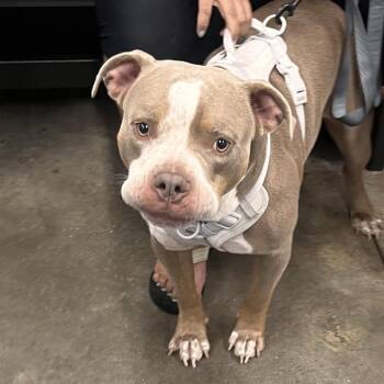 Crete -  Terrier Dog for Adoption in Tampa, Florida - Crete | PetCurious