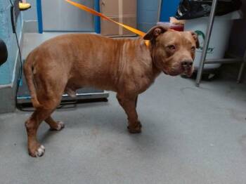 BRANDO -  Pit Bull Terrier and Mixed Breed Dog for Adoption in Albuquerque, New Mexico - BRANDO | PetCurious
