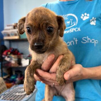 Tarot -  Chihuahua Dog for Adoption in Wahiawa, Hawaii - Tarot | PetCurious