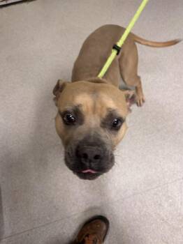 Rescue Bullmastiff and American Staffordshire Terrier Dogs for Adoption in Indianapolis, Indiana - MELT | PetCurious