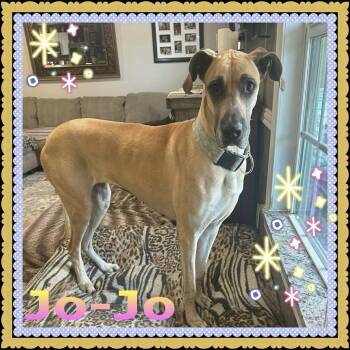 Rescue Great Dane Dogs for Adoption in Lone Oak, Texas - Jo-Jo | PetCurious