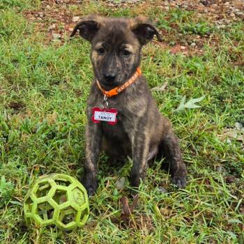 Tangy -  Terrier Dog for Adoption in Wake Forest, North Carolina - Tangy | PetCurious