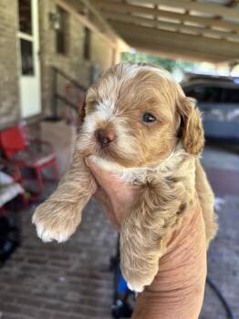 Cotton Candy -  Toy Poodle Dog for Sale in Lucedale, Mississippi - Cotton Candy | PetCurious