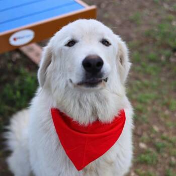 Great Pyrenees Dogs Available for Adoption in San Antonio, Texas - TYR | PetCurious