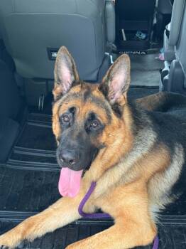Hunter 3169 -  German Shepherd Dog Dog for Adoption in Pompano Beach, Florida - Hunter 3169 | PetCurious