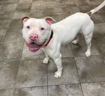 Pit Bull Terrier Dogs Available for Adoption - Maverick | PetCurious