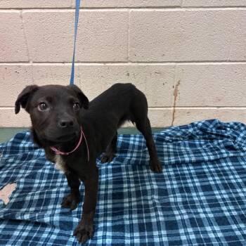 Mixed Breed Dogs Available for Adoption in Memphis, Tennessee - Little Mama | PetCurious