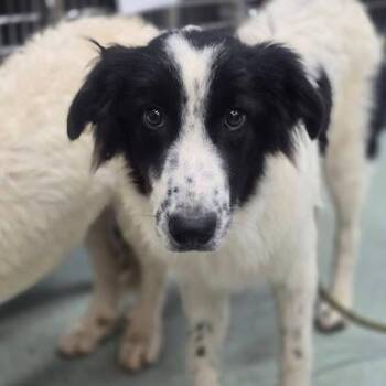 Whirlpool -  Great Pyrenees and Mixed Breed Dog for Adoption in Calverton, New York - Whirlpool | PetCurious