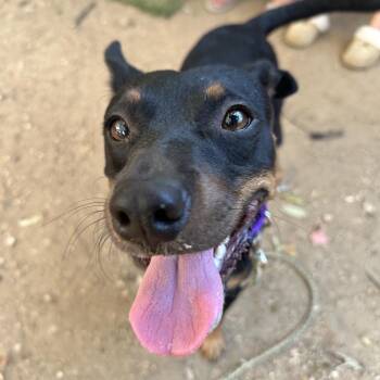 Koda -  Terrier and Miniature Pinscher Dog for Adoption in Austin, Texas - Koda | PetCurious