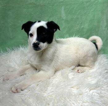 Jack Russell Terrier Dogs Available for Adoption - PATCH (ohiosdrescue@gmail.com) | PetCurious