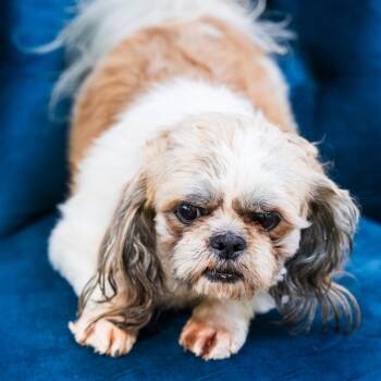 Shih Tzu Dogs Available for Adoption in Zionsville, Indiana - Bruce | PetCurious