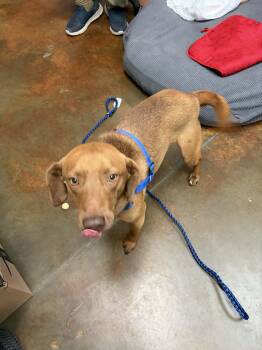 Beagle and Mixed Breed Dogs Available for Adoption - Sleet  | PetCurious