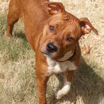 Honey -  American Staffordshire Terrier Dog for Adoption in Hollister, Missouri - Honey | PetCurious
