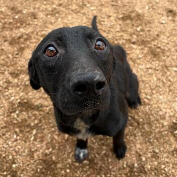 Tony KCAC# 367.26 -  Labrador Retriever and Mixed Breed Dog for Adoption in Kerrville, Texas - Tony KCAC# 367.26 | PetCurious
