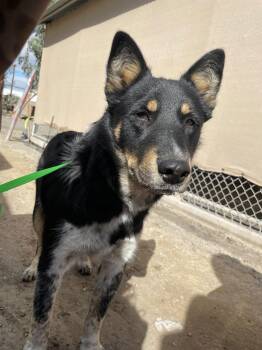 Border Collie and Australian Cattle Dog Blue Heeler Dogs Available for Adoption - Scooter | PetCurious