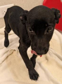 Terrier and Mixed Breed Dogs Available for Adoption - Cairo | PetCurious