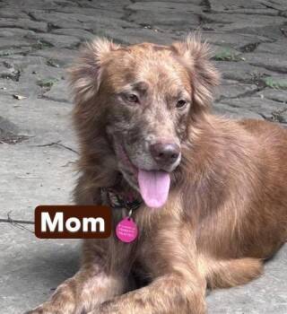 Baby Bayou -  Spaniel Dog for Adoption in Washington, District Of Columbia - Baby Bayou | PetCurious