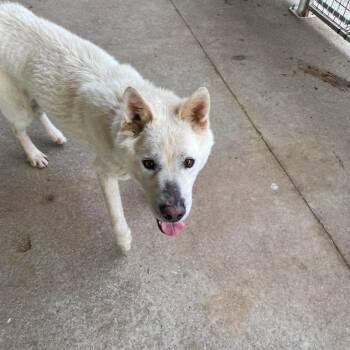 Jigoo HW+ -  Jindo Dog for Adoption in Northbrook, Illinois - Jigoo HW+ | PetCurious
