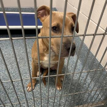 Pit Bull Terrier Dogs Available for Adoption in Greensboro, North Carolina - AL | PetCurious
