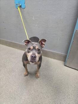 LADYBUG -  Pit Bull Terrier Dog for Adoption in Las Vegas, Nevada - LADYBUG | PetCurious