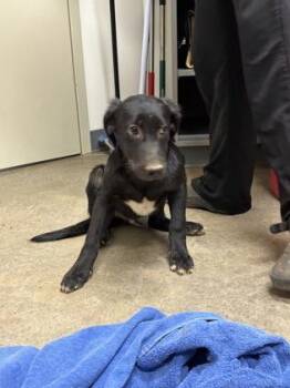 26-507 -  Labrador Retriever and Mixed Breed Dog for Adoption in Barnesville, Georgia - 26-507 | PetCurious