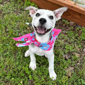 Husky and Terrier Dogs Available for Adoption in Corpus Christi, Texas - Cinder | PetCurious