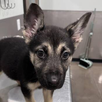 German Shepherd Dog Dogs Available for Adoption in Washburn, Missouri - Kaiser | PetCurious