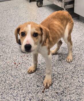 Terrier Dogs Available for Adoption - Hope | PetCurious