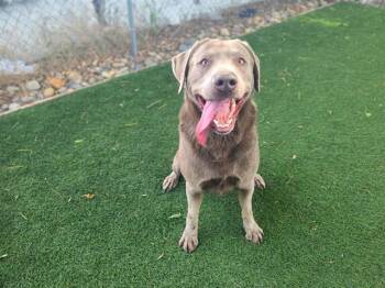Labrador Retriever Dogs Available for Adoption in Antioch, California - AXEL | PetCurious