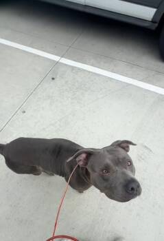Luna -  American Staffordshire Terrier Dog for Adoption in Pasadena, California - Luna | PetCurious