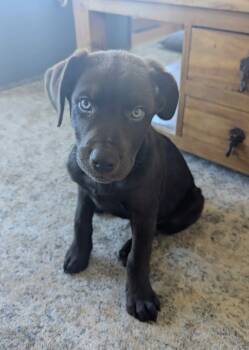 Ferb -  Chocolate Labrador Retriever and Mixed Breed Dog for Adoption in Winnipeg, Manitoba - Ferb | PetCurious