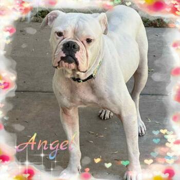 Rescue Boxer Dogs for Adoption in Lone Oak, Texas - Angel | PetCurious