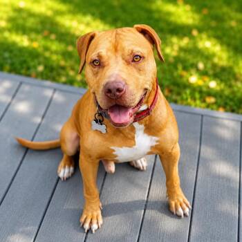 Prescott -  Pit Bull Terrier and Mixed Breed Dog for Adoption in Houston, Texas - Prescott | PetCurious
