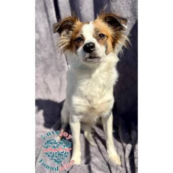 Papillon and Jack Russell Terrier Dogs Available for Adoption in Inglewood, California - Bessie | PetCurious