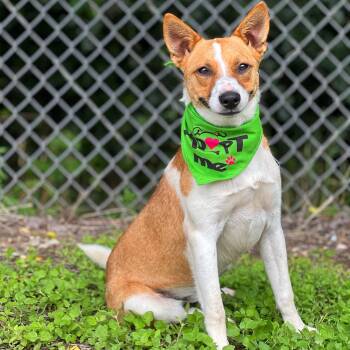 Rat Terrier and Pembroke Welsh Corgi Dogs Available for Adoption in Madisonville, Texas - Fritz | PetCurious
