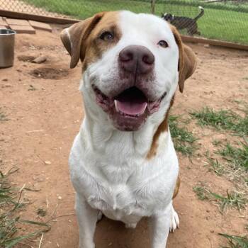 Malcolm -  Pit Bull Terrier and Hound Dog for Adoption in Stillwater, Oklahoma - Malcolm | PetCurious