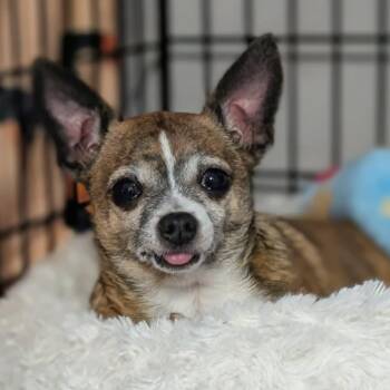 Miss America -  Chihuahua Dog for Adoption in Park Row, Texas - Miss America | PetCurious