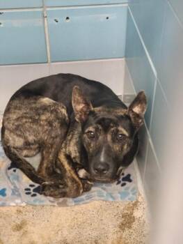 German Shepherd Dog Dogs Available for Adoption in Houston, Texas - D.B COOPER | PetCurious